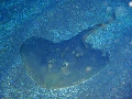 ウチワザメ