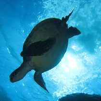 八丈島　オーシャンブルヴァード